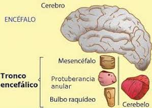 Mesencéfalo: características e funções