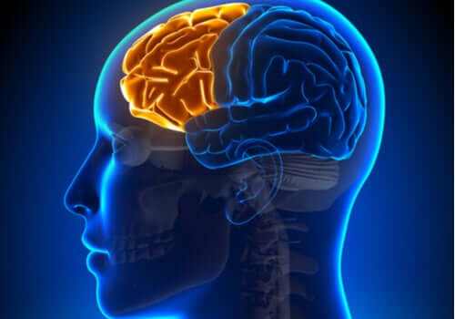 Síndrome disexecutiva: quando o lobo frontal falha