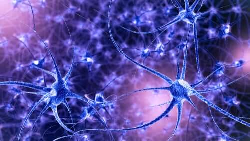 Plasticidade neuronal: características e tipos