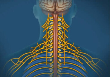 Sistema nervoso somático: características e funções