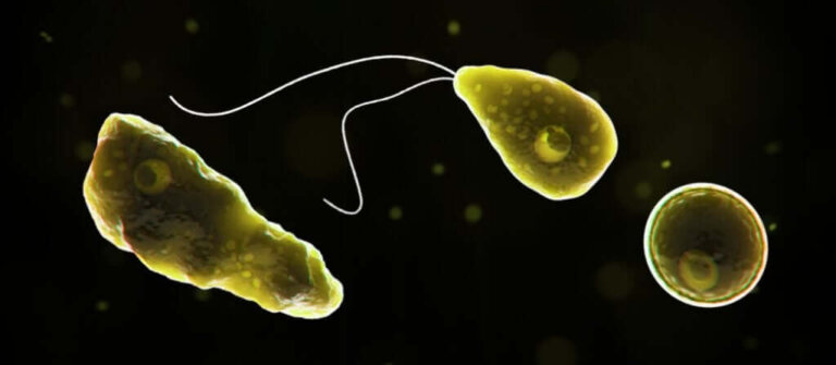 Ameba comedora de cérebros: o que é e como ela pode nos afetar