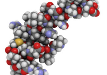 As orexinas e a sua influência no sono e na alimentação