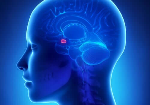 A amígdala cerebral e a sua relação com a ansiedade