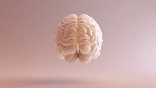 Córtex pré-frontal dorsolateral: principais funções