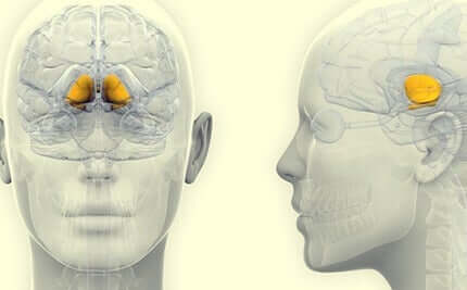 Gânglios basais: anatomia, fisiologia e funções