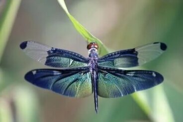 A bela metáfora da libélula e os ciclos da vida