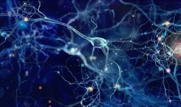 Neurônios de von Economo: funções e características