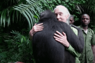 Biografia de Jane Goodall, de pesquisadora a referência mundial