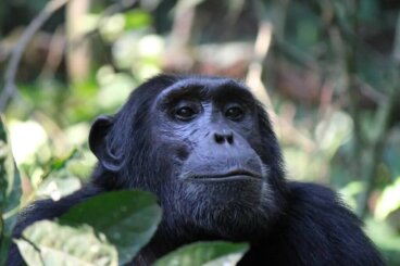 O fascinante Projeto Washoe