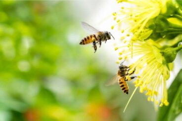 O medo de abelhas ou apifobia