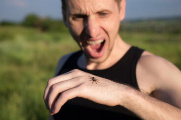 Aracnofobia, o medo de aranhas