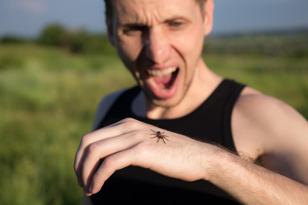 Aracnofobia O Medo De Aranhas A Mente Maravilhosa