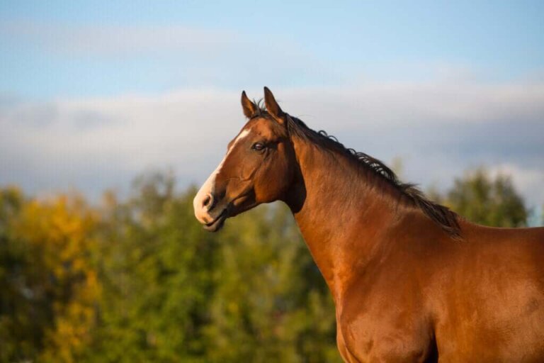 Clever Hans, o cavalo que fazia operações matemáticas