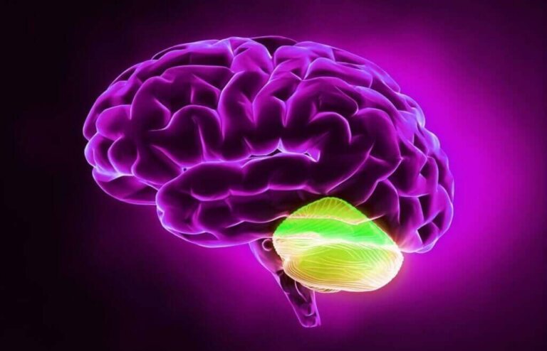 Cerebelo e pensamento divergente: uma relação incrível