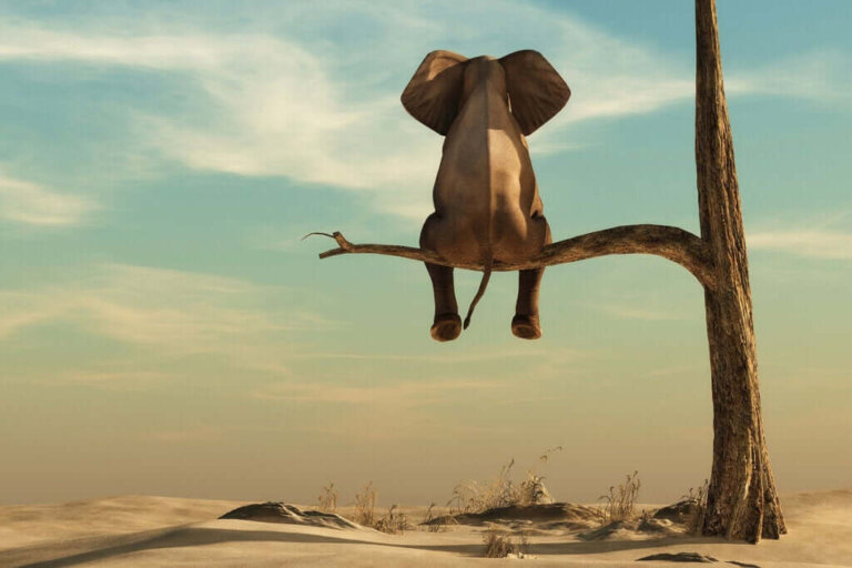 A gordofobia: o verdadeiro elefante na sala