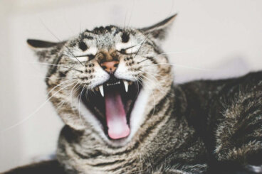 Medo de gatos (ailurofobia): possíveis causas e como tratá-lo