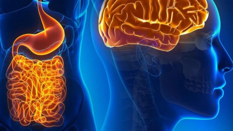 Neurônios do intestino: funções e como se relacionam com o cérebro