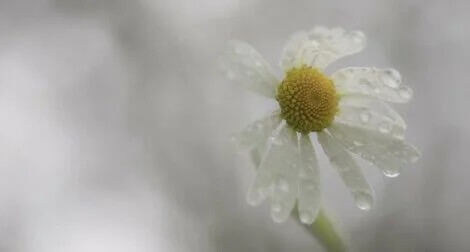 A adversidade nem sempre nos torna mais resilientes