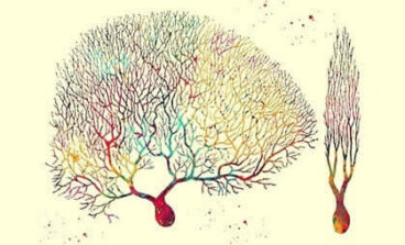 Neurônios de Purkinje, as células enigmáticas do cerebelo e do coração