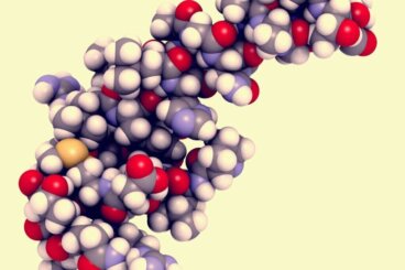 Hipocretina: características e funções