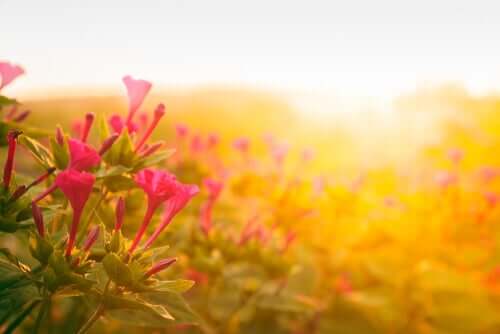 A história dos dois ratos, um conto sobre a soberba