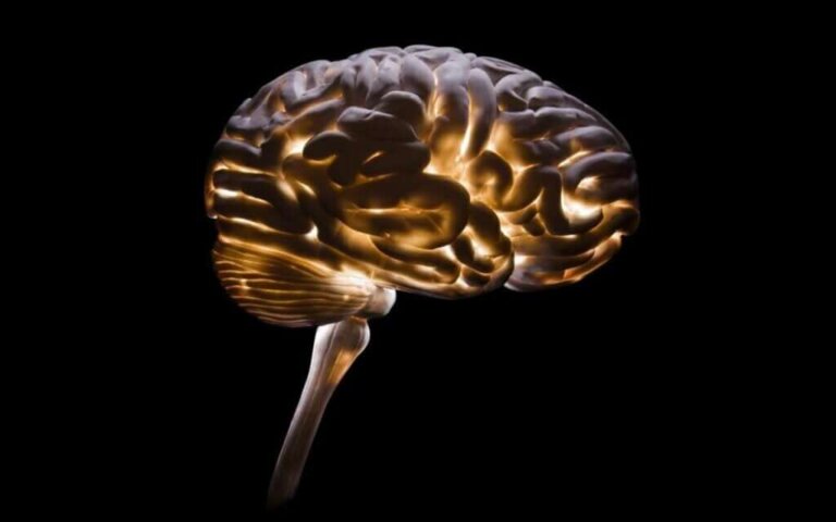 Neurocriminologia: uma disciplina cada vez mais necessária