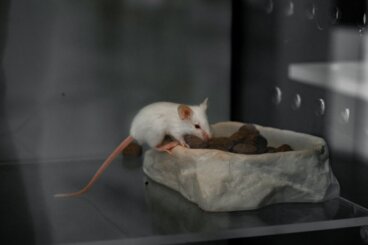 O que é o contrafreeloading?