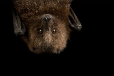 9 curiosidades sobre os morcegos