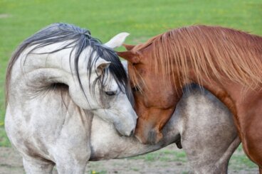 Empatia em cavalos