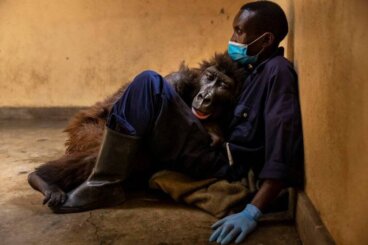 Gorila Ndakasi deixa este mundo nos braços do seu cuidador