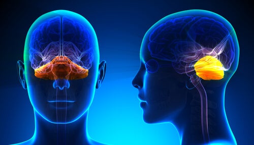 O que é cerebelo, quais são as partes que o compõem e qual é a função dele?