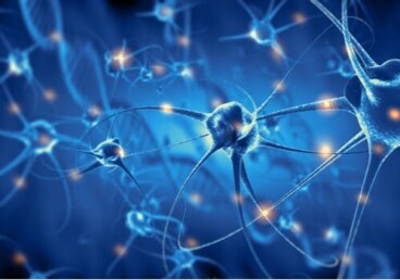 Psicobiologia: características e ramos
