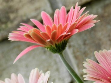 Por que nossa autoestima é importante?