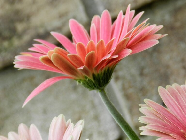 Por que nossa autoestima é importante?