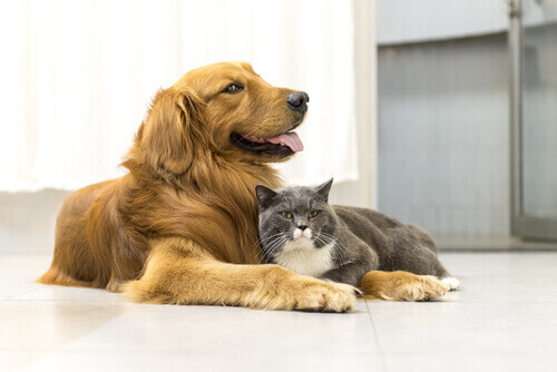14 frases sobre o amor pelos animais