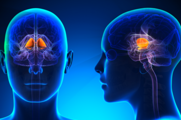 Os gânglios da base e seu papel na formação do hábito