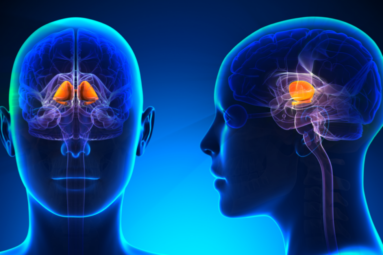 Os gânglios da base e seu papel na formação do hábito