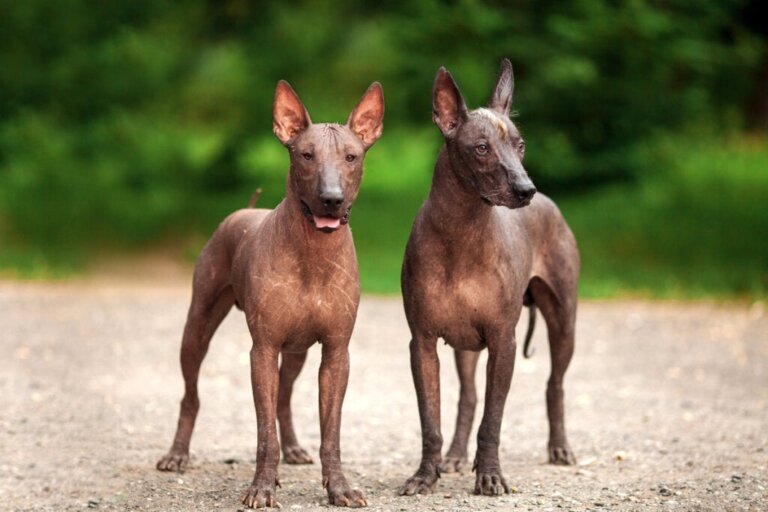Xoloitzcuintle ou cão asteca: o encarregado de guiar as almas ao submundo
