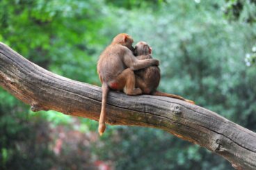 Os animais são solidários por natureza, sim ou não?