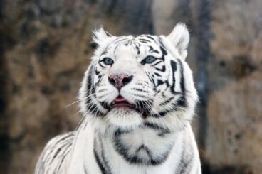 Criação de tigres, o modelo educacional competitivo da China