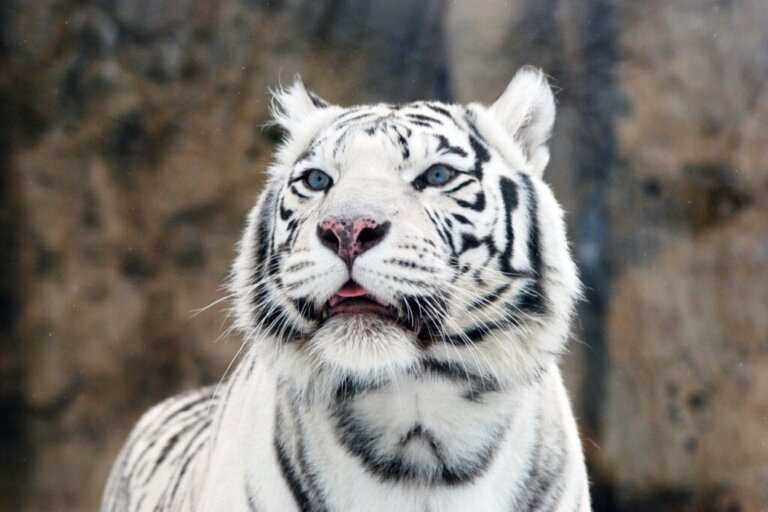 Criação de tigres, o modelo educacional competitivo da China