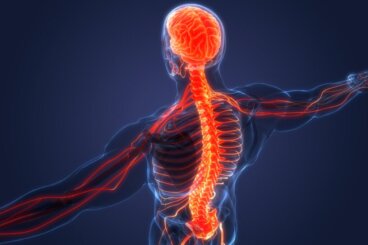 Sistema nervoso simpático e parassimpático: diferenças e características