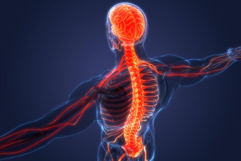 Sistema nervoso simpático e parassimpático: diferenças e características
