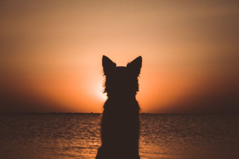 Como superar a morte de um cachorro