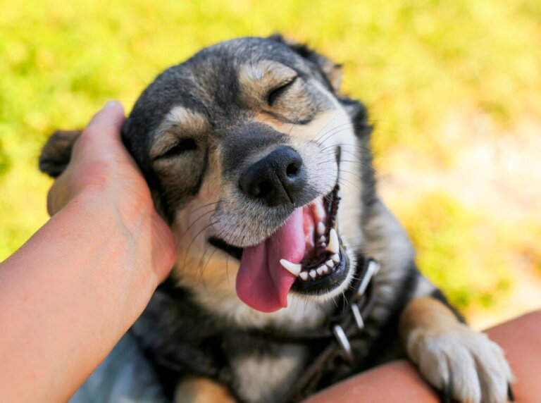 Ter um cão fortalece o cérebro, de acordo com um estudo