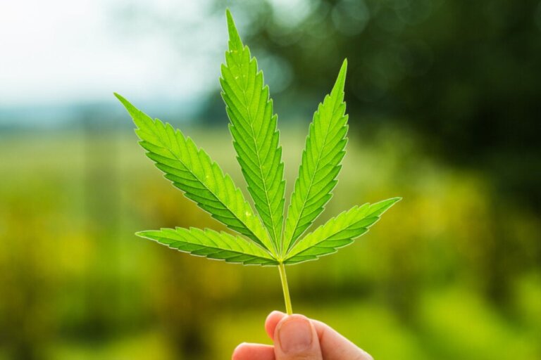 Desmistificando um curioso mito da maconha