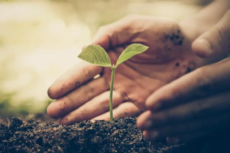 Como o apego influencia a resiliência?