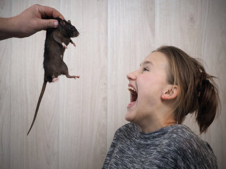 Descubra o significado de sonhar com ratos
